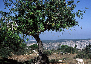 LEICA M3, SUMMICRON 2/50